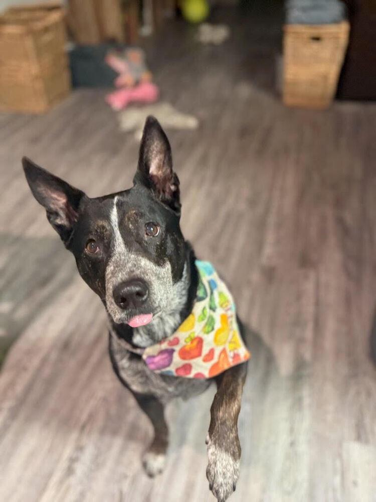 Enlarge Sadie, a Adoptable mixed breed in Orlando, FL image 3/6