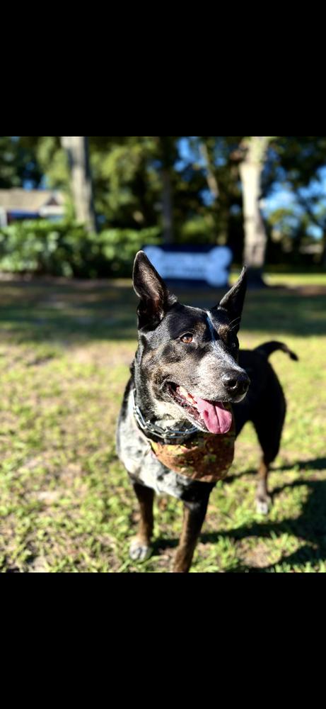 Enlarge Sadie, a Adoptable mixed breed in Orlando, FL image 3/4