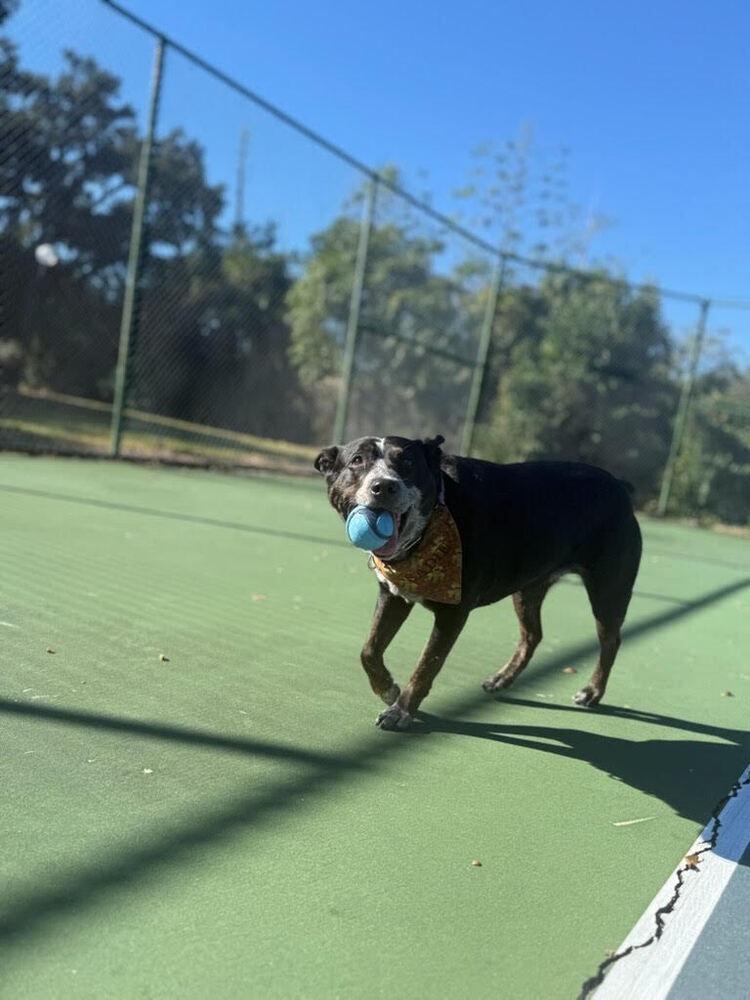 Enlarge Sadie, a Adoptable mixed breed in Orlando, FL image 5/6