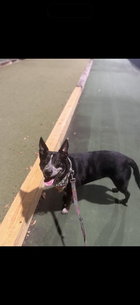 Enlarge Sadie, a Adoptable mixed breed in Orlando, FL image 4/4