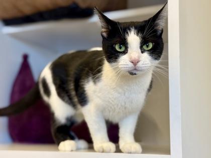 Enlarge Mary Clarinda, an adopted Domestic Short Hair in Downers Grove, IL image 2/3