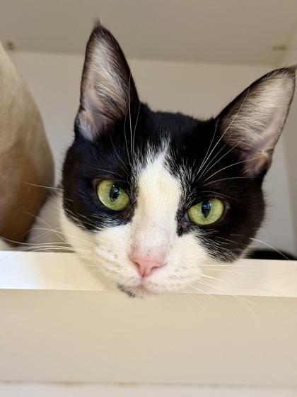 Enlarge Mary Clarinda, an adopted Domestic Short Hair in Downers Grove, IL image 3/3