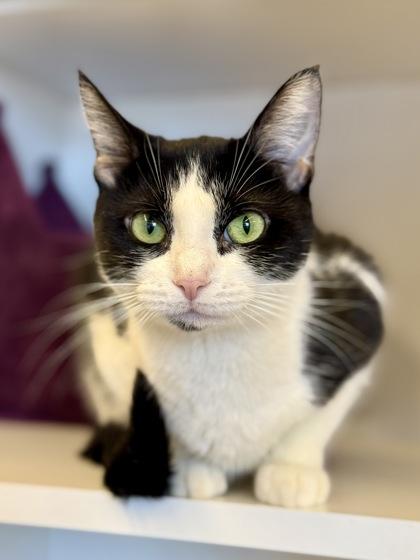 Enlarge Mary Clarinda, an adopted Domestic Short Hair in Downers Grove, IL image 1/3