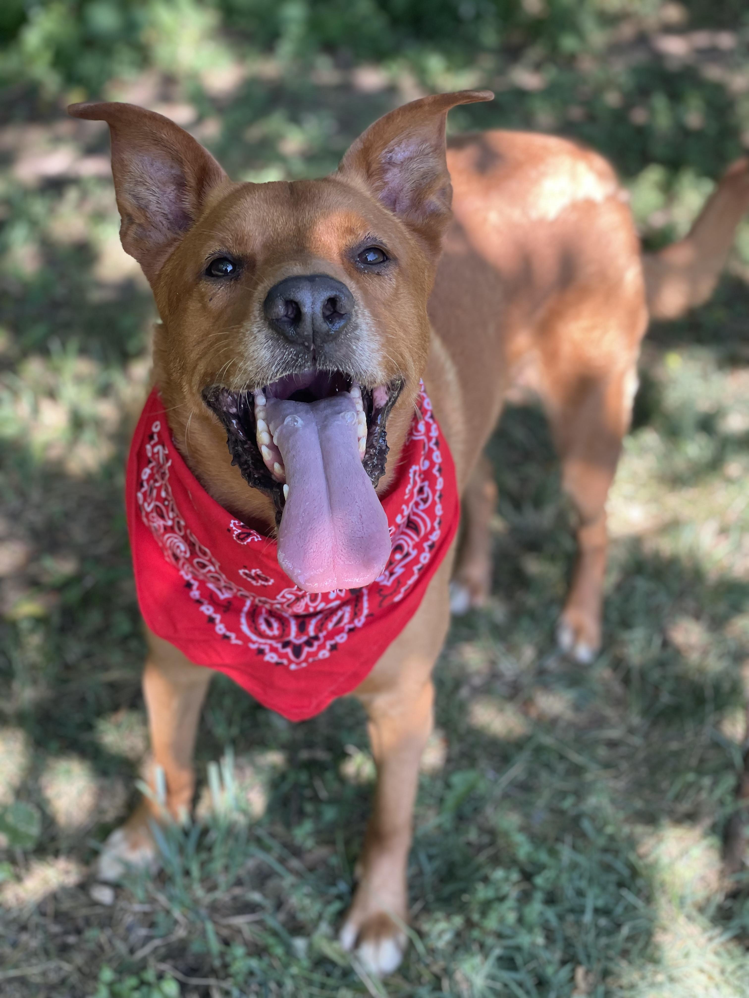 Scrappy Doo photo