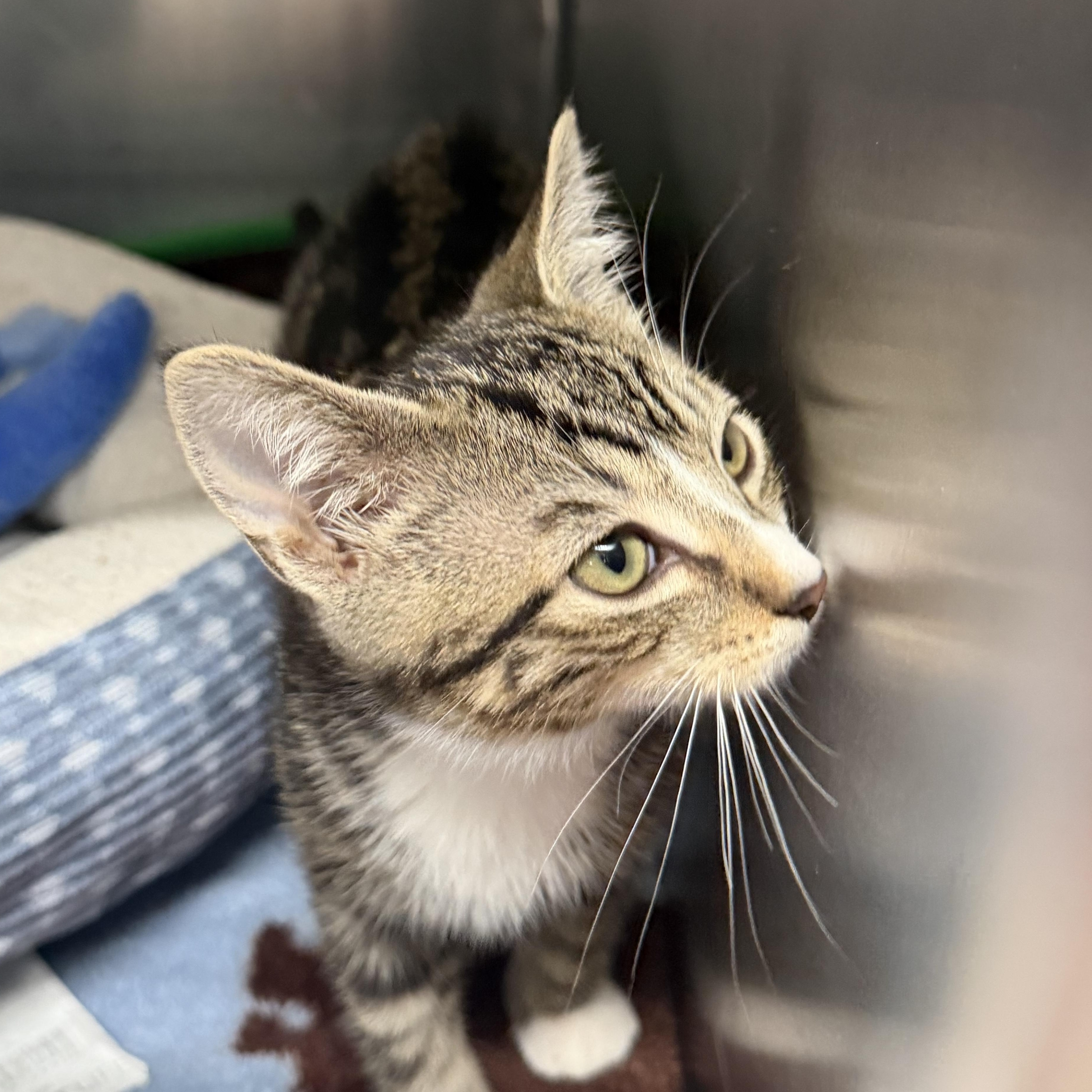 Crackle, a ADOPTABLE Domestic Short Hair in Kent, WA image 1/3