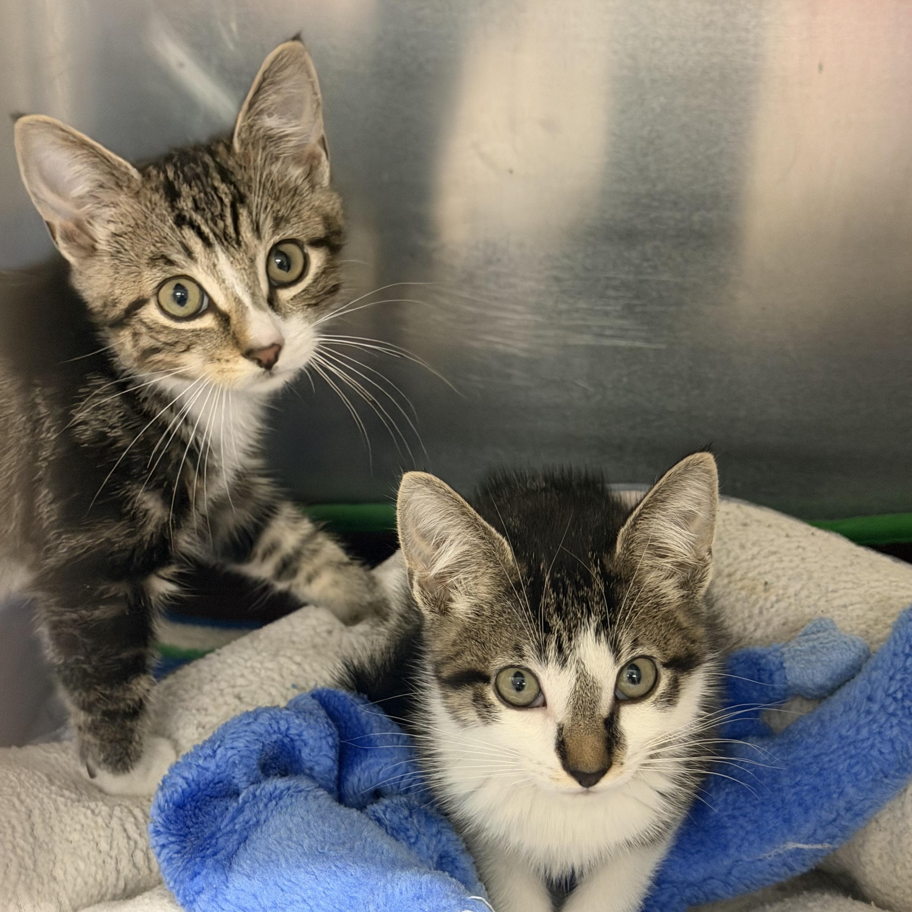 Crackle, a ADOPTABLE Domestic Short Hair in Kent, WA image 2/3