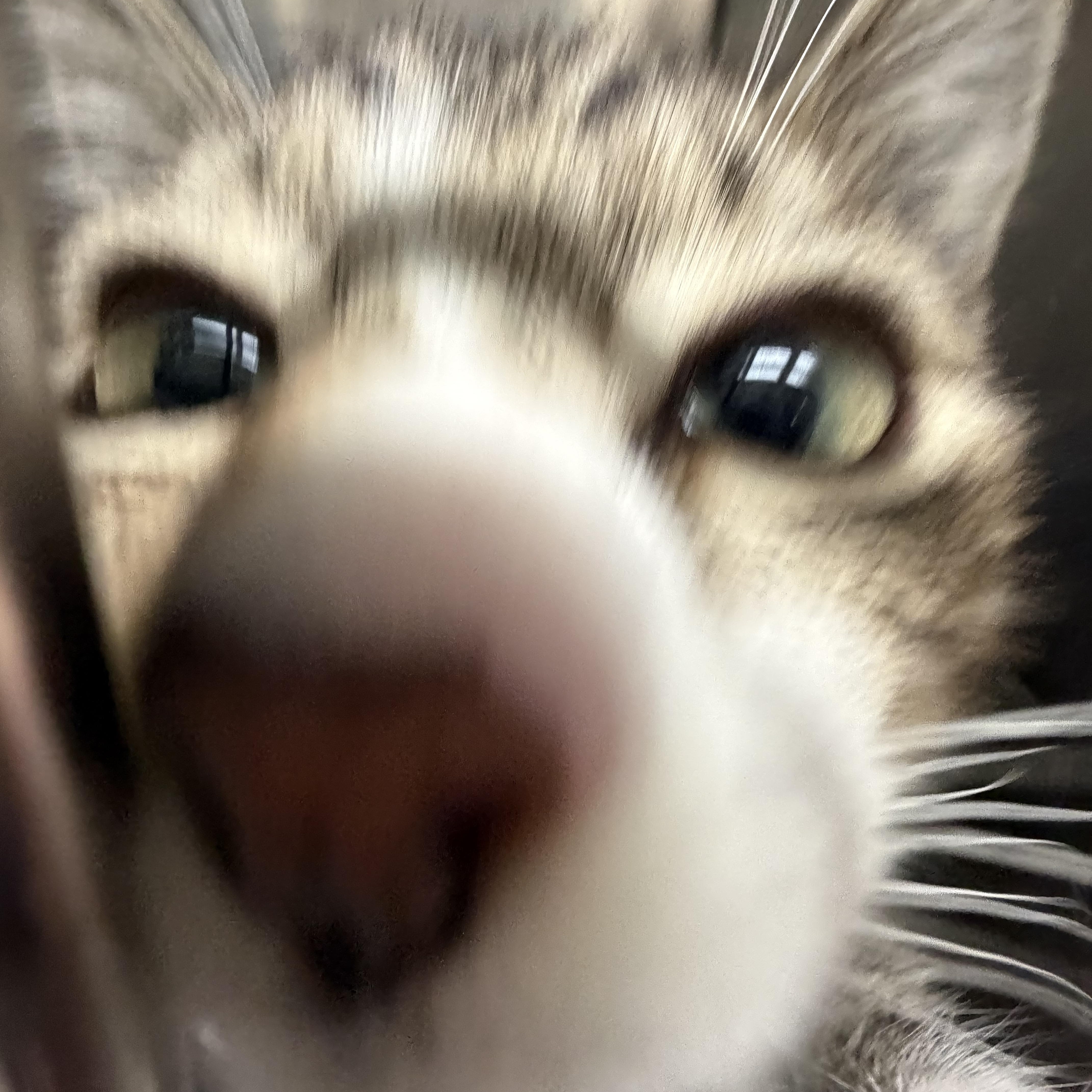 Crackle, a ADOPTABLE Domestic Short Hair in Kent, WA image 3/3