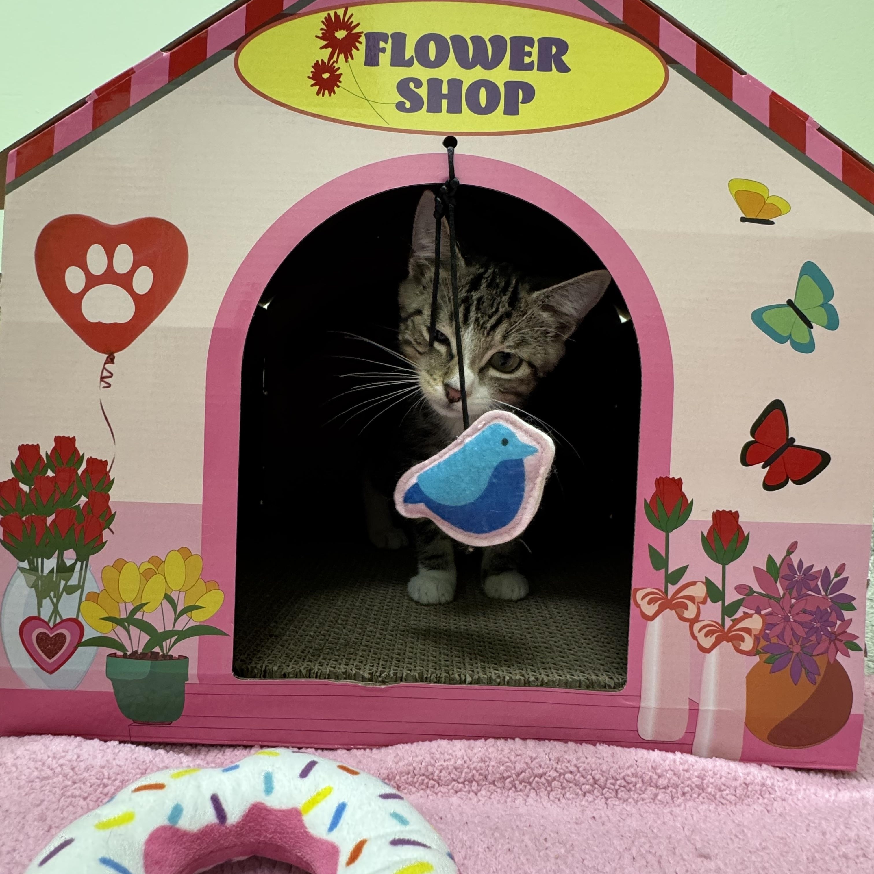 Crackle, a ADOPTABLE Domestic Short Hair in Kent, WA image 2/4
