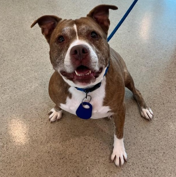 Ginger (ID 18280/2130) photo 4