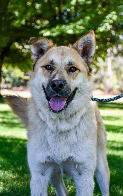 Buckley, Adoptable, Adult Male German Shepherd Dog & Chow Chow.