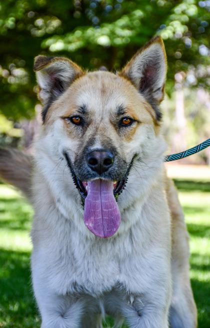 Buckley, a Adoptable mixed breed in Yakima, WA image 2/3