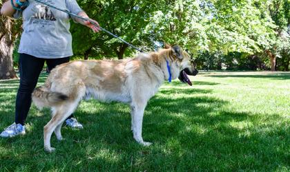 Buckley, a Adoptable mixed breed in Yakima, WA image 3/3