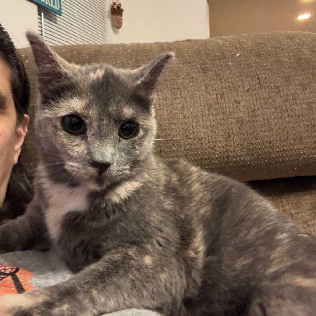 Carya Smoky Mountain_