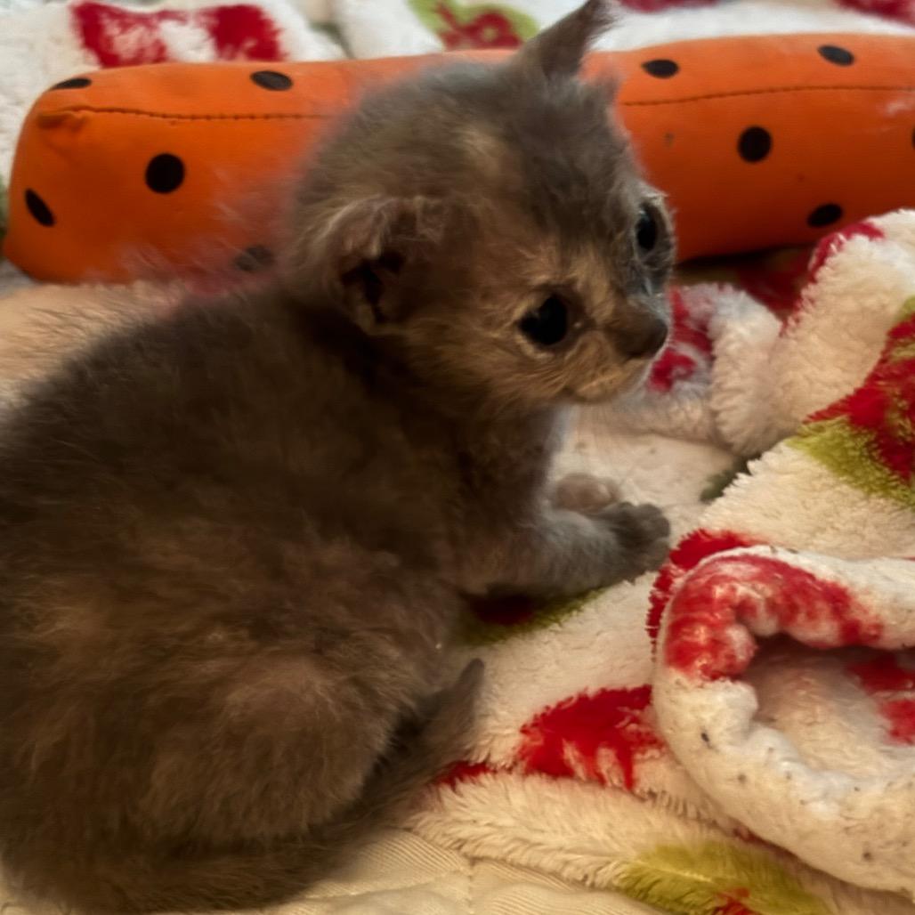 Carya Smoky Mountain_ thumbnail 2