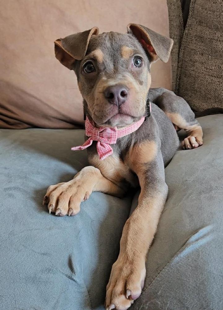 Enlarge Paczki , an adopted mixed breed in China Township, MI image 4/6
