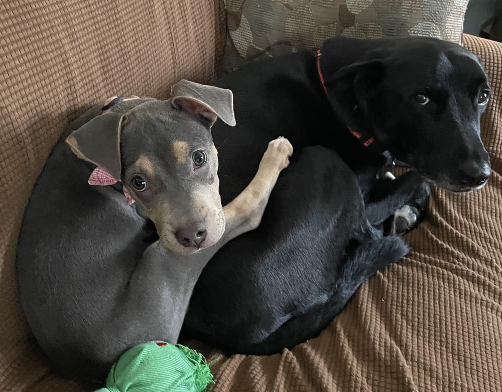 Enlarge Paczki , an adopted mixed breed in China Township, MI image 3/6