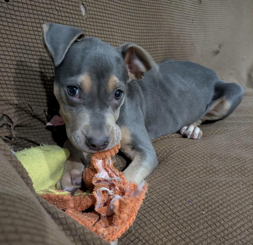 Enlarge Paczki , an adopted mixed breed in China Township, MI image 2/6