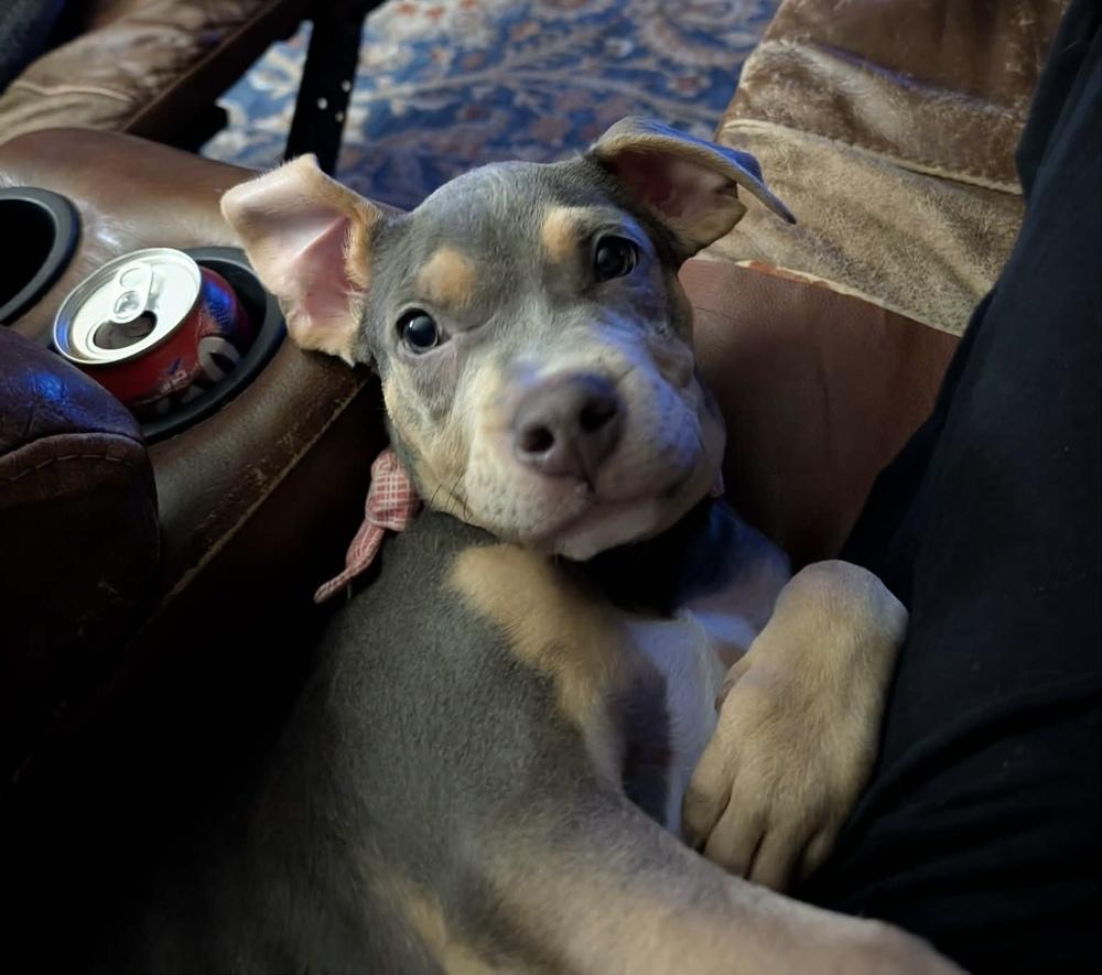 Enlarge Paczki , an adopted mixed breed in China Township, MI image 5/6