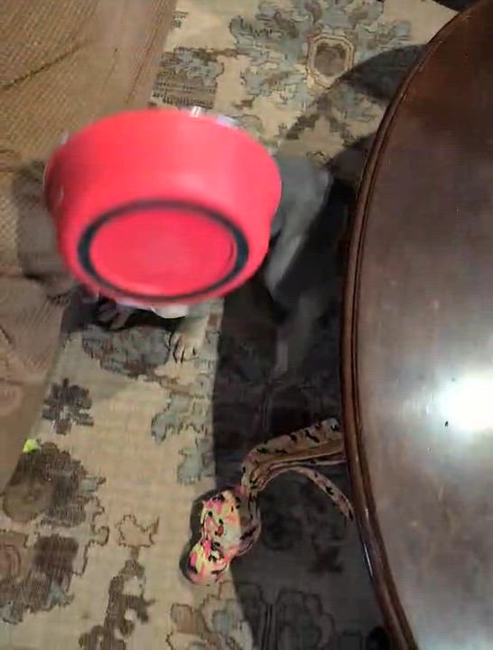 Enlarge Paczki , an adopted mixed breed in China Township, MI video 6/6