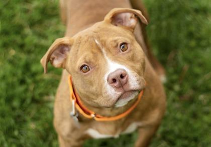 Cheerio - In Foster Home, ADOPTABLE, Young Male Mixed Breed.