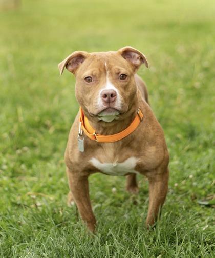 Cheerio - In Foster Home, a ADOPTABLE Mixed Breed in Hamilton, OH image 3/3