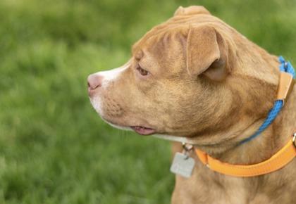 Cheerio - In Foster Home, a ADOPTABLE Mixed Breed in Hamilton, OH image 2/3