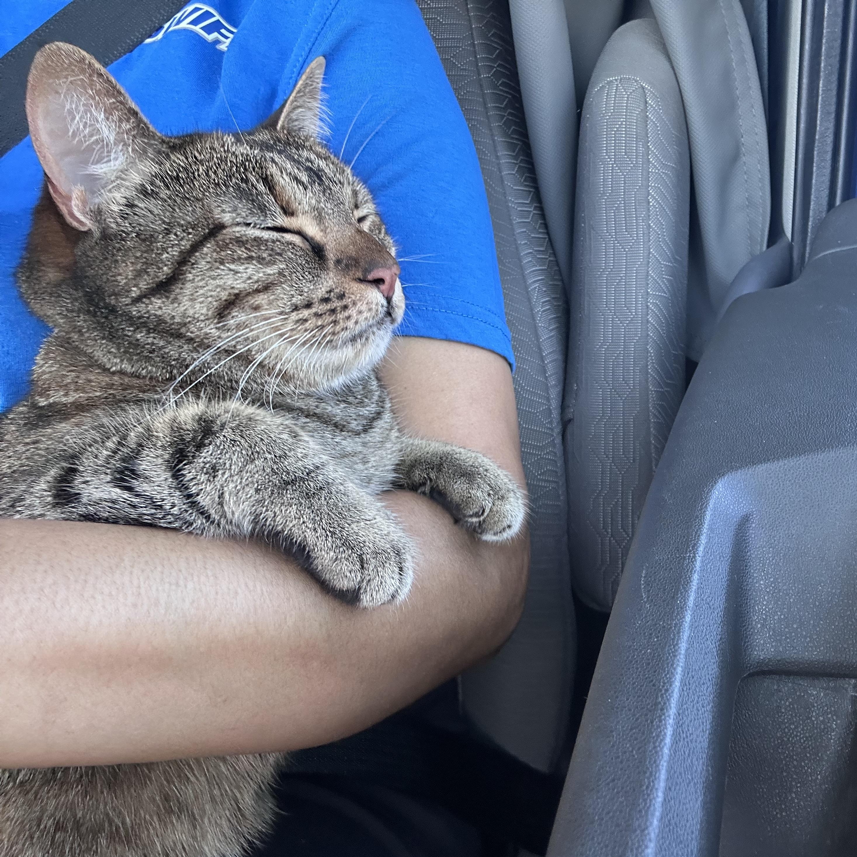 Cleo, a Adoptable Torbie in Omaha, NE image 4/5