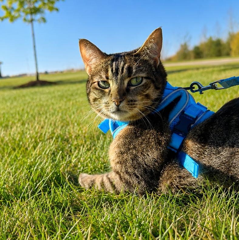 Cleo, a Adoptable Torbie in Omaha, NE image 1/5