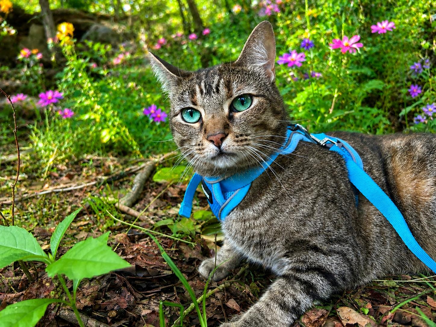 Cleo, a Adoptable Torbie in Omaha, NE image 2/5