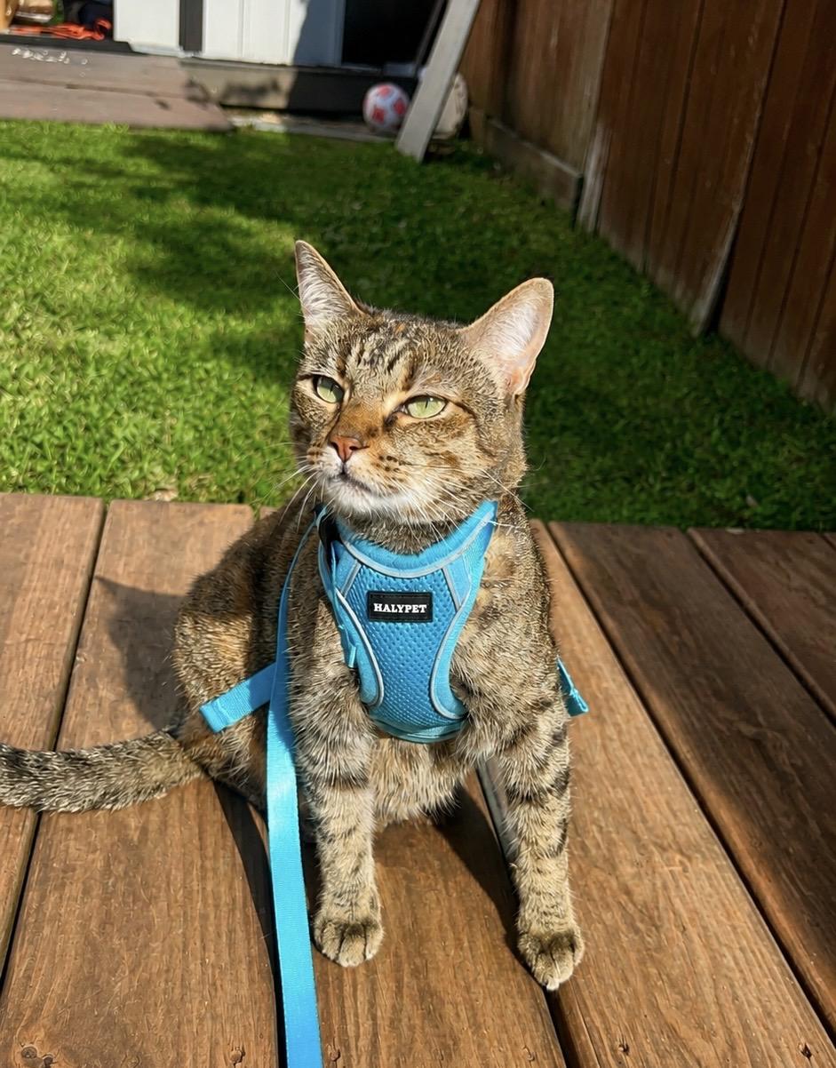 Cleo, a Adoptable Torbie in Omaha, NE image 3/5