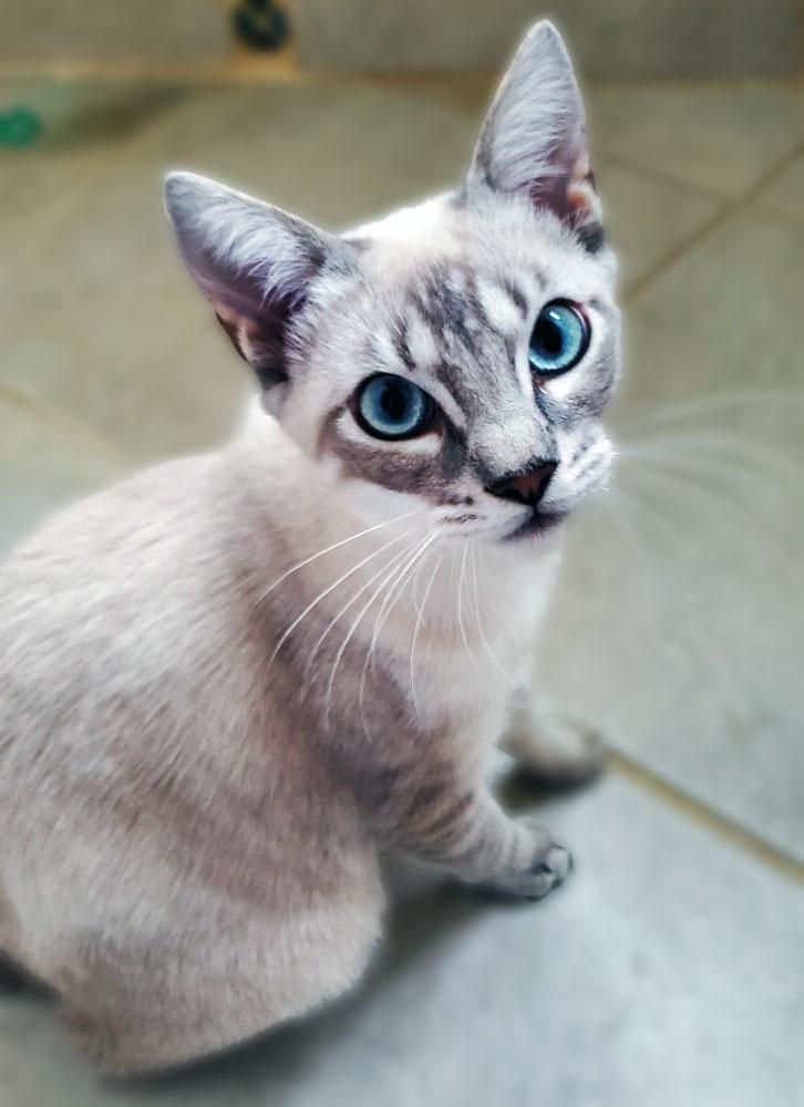 Peyton (Cookie), Adoptable, Young Male Siamese.