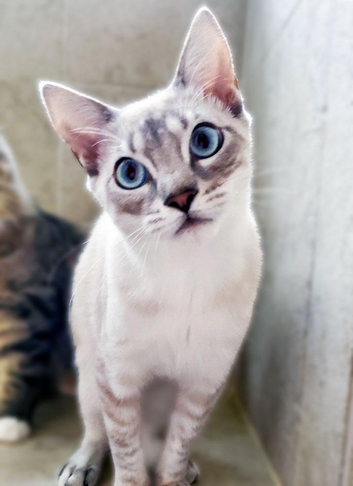 Enlarge Peyton (Cookie), a Adoptable Siamese in Davis, CA image 3/3