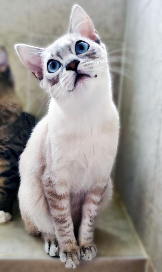 Enlarge Peyton (Cookie), a Adoptable Siamese in Davis, CA image 1/3