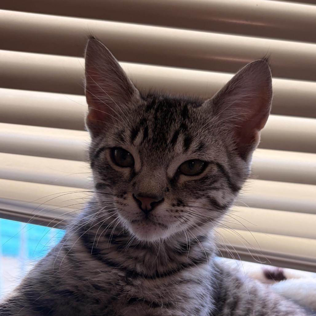 Mr. HissyPants, Adoptable, Kitten Male Domestic Short Hair.