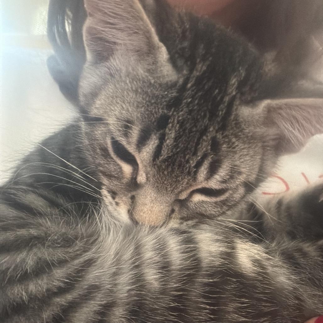 Enlarge Mr. HissyPants, a Adoptable Domestic Short Hair in Spokane, WA image 3/3