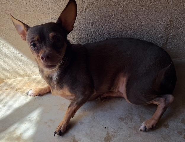 Enlarge Fanta, a Adoptable Chihuahua in Thompson Falls, MT image 1/1
