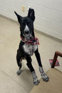 Enlarge Axel, a ADOPTABLE mixed breed in Bucyrus, OH image 3/4