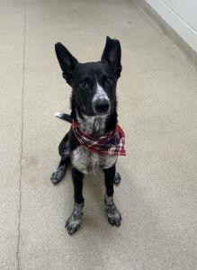 Enlarge Axel, a ADOPTABLE mixed breed in Bucyrus, OH image 1/4