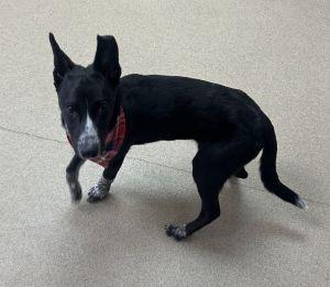 Enlarge Axel, a ADOPTABLE mixed breed in Bucyrus, OH image 4/4