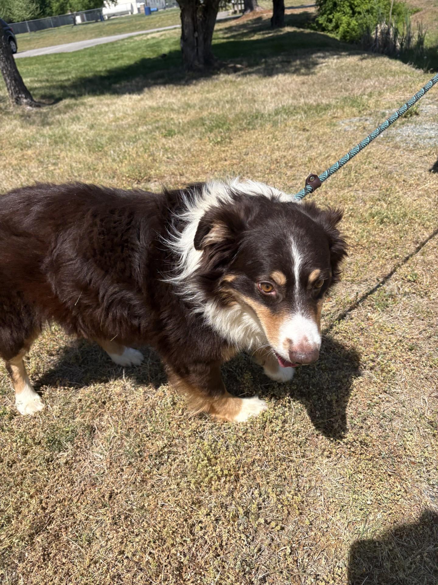 Enlarge Lucario, an adopted Australian Shepherd in Ashland, VA image 1/2