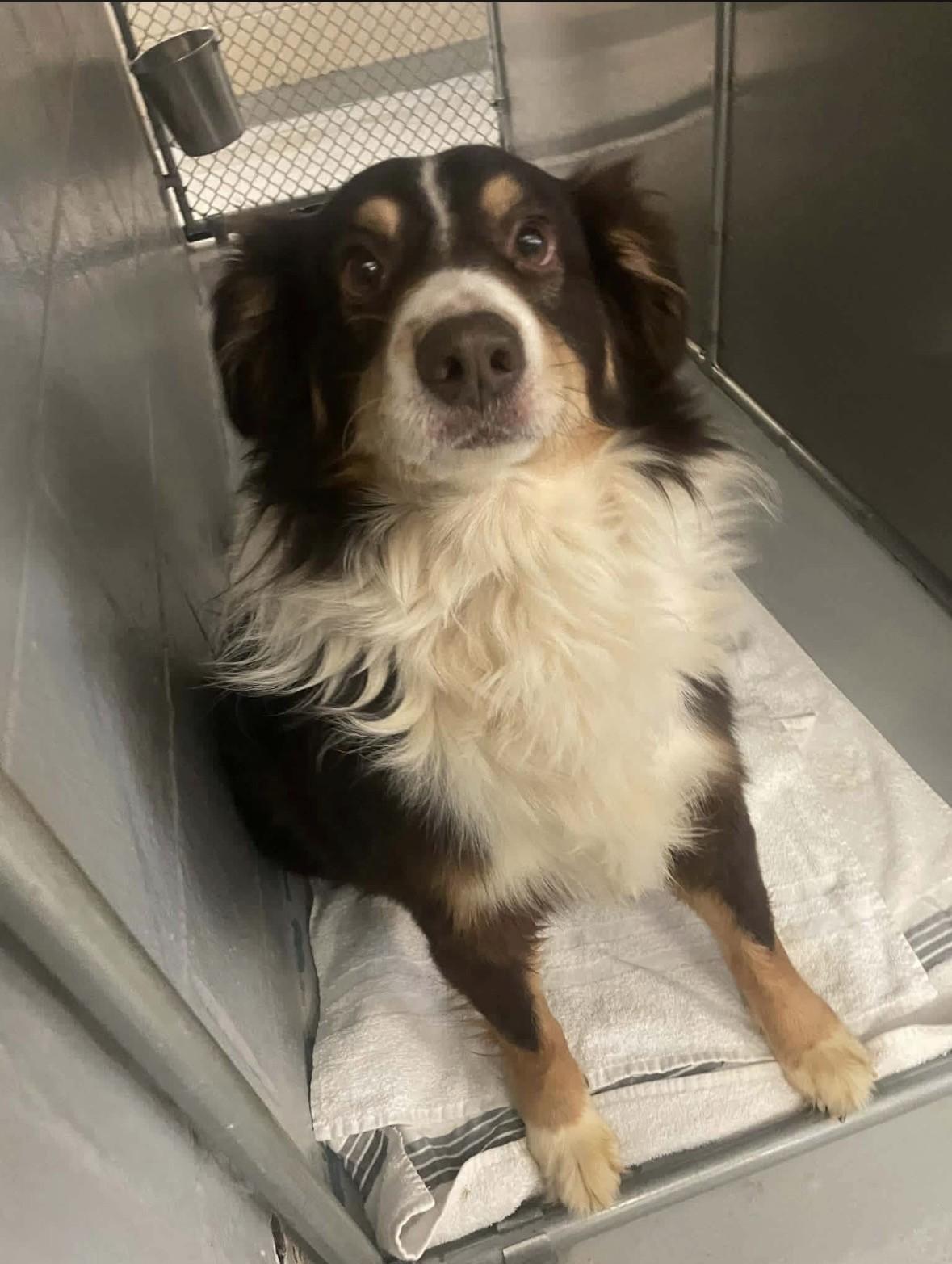 Enlarge Lucario, an adopted Australian Shepherd in Ashland, VA image 2/2