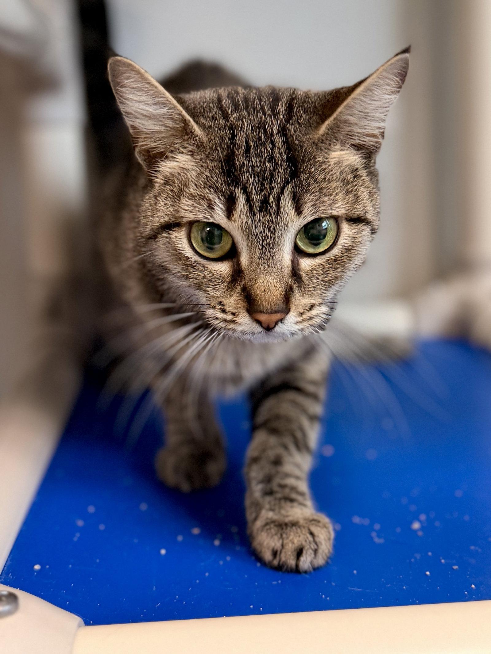 Regina, Adoptable, Adult Female Domestic Short Hair.
