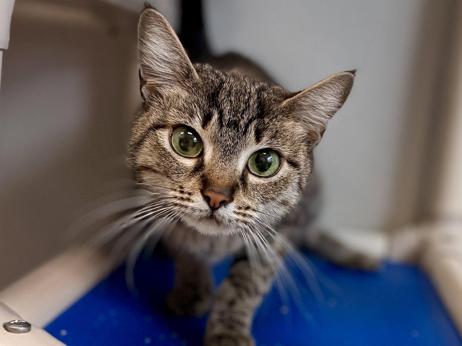Enlarge Regina, a Adoptable Domestic Short Hair in Sanford, FL image 2/3