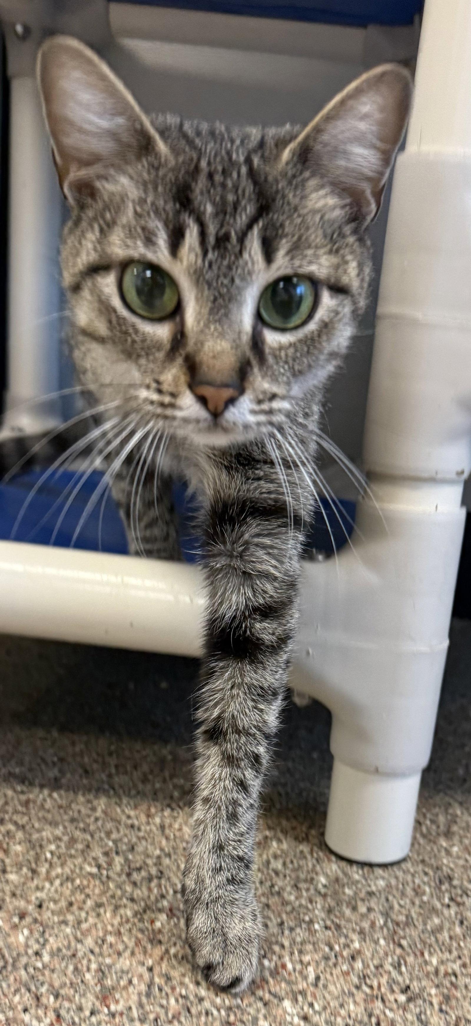 Enlarge Regina, a Adoptable Domestic Short Hair in Sanford, FL image 3/3