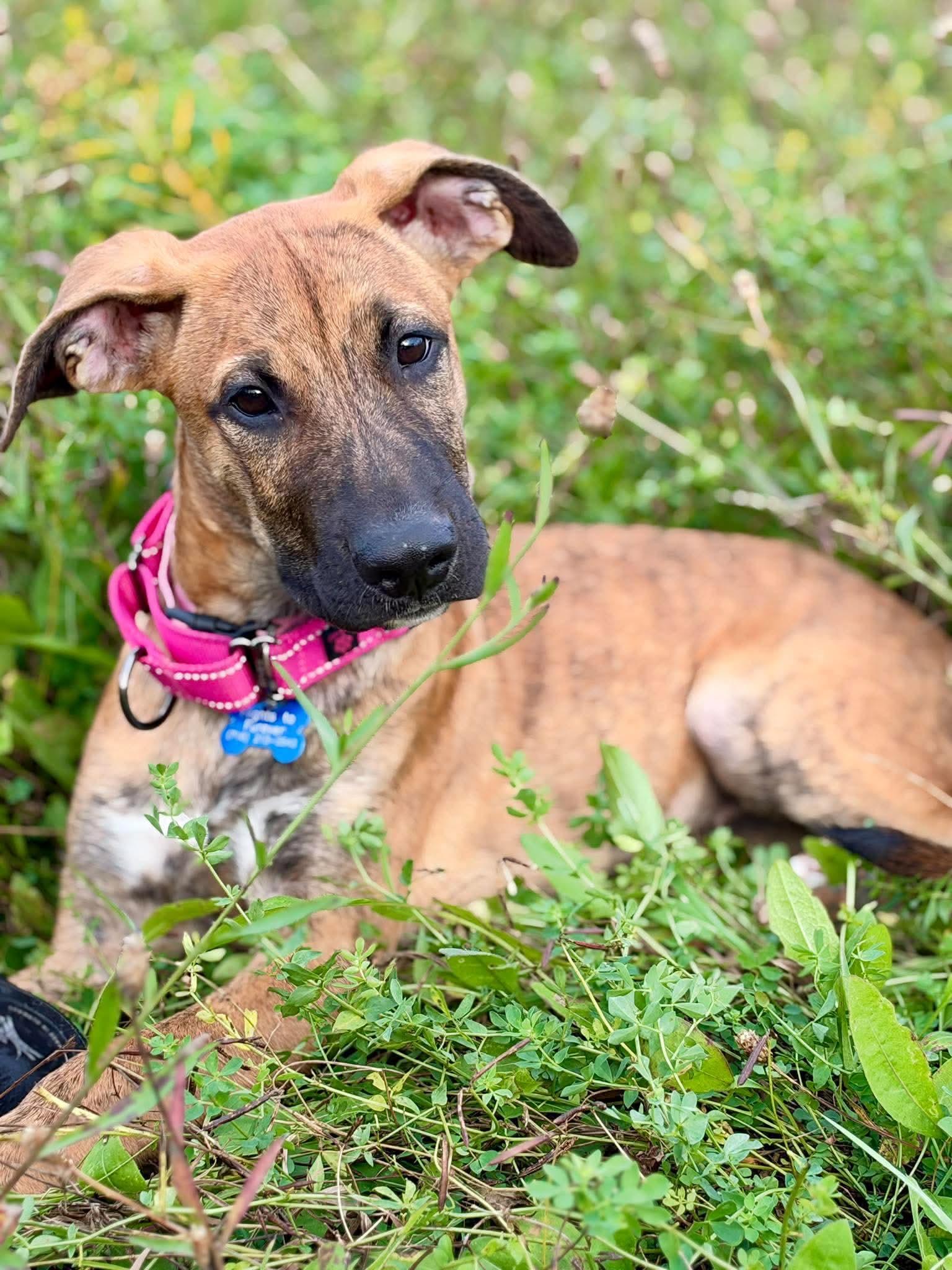 Enlarge Maple, a Adoptable Shepherd in Springville, NY image 1/3