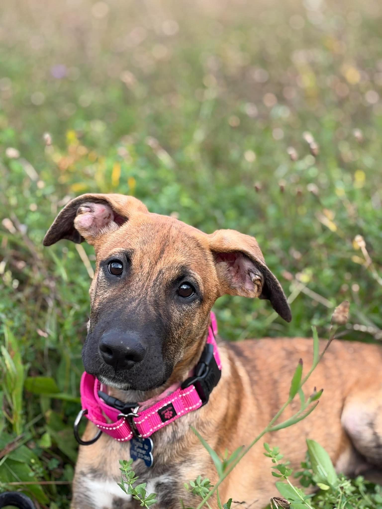 Enlarge Maple, a Adoptable Shepherd in Springville, NY image 2/3