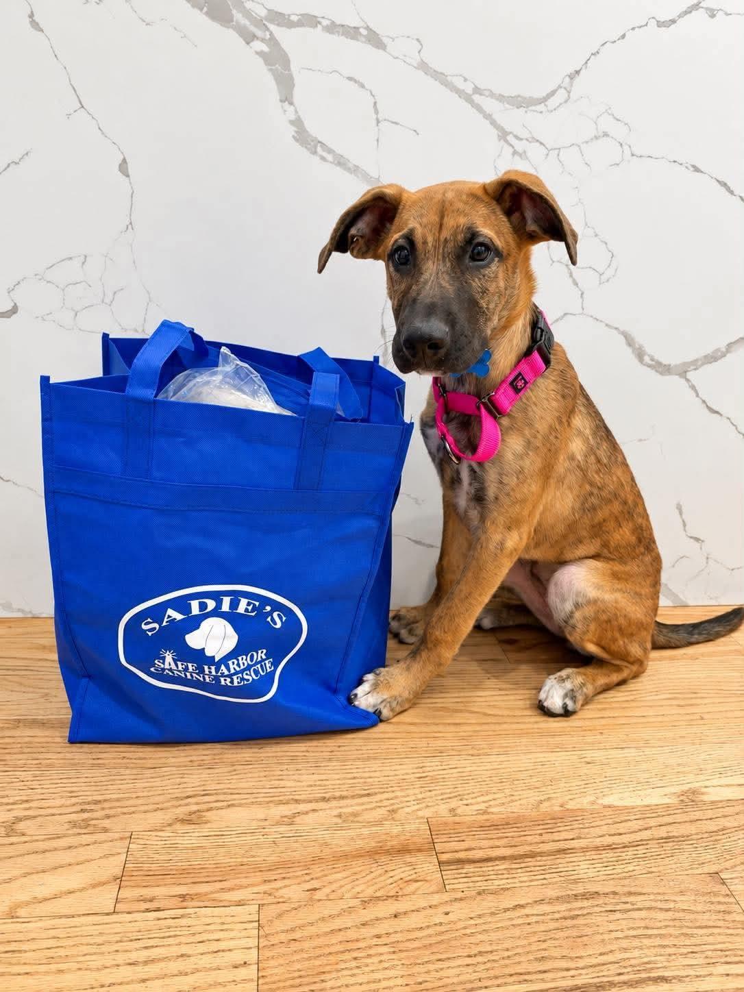 Enlarge Maple, a Adoptable Shepherd in Springville, NY image 3/3