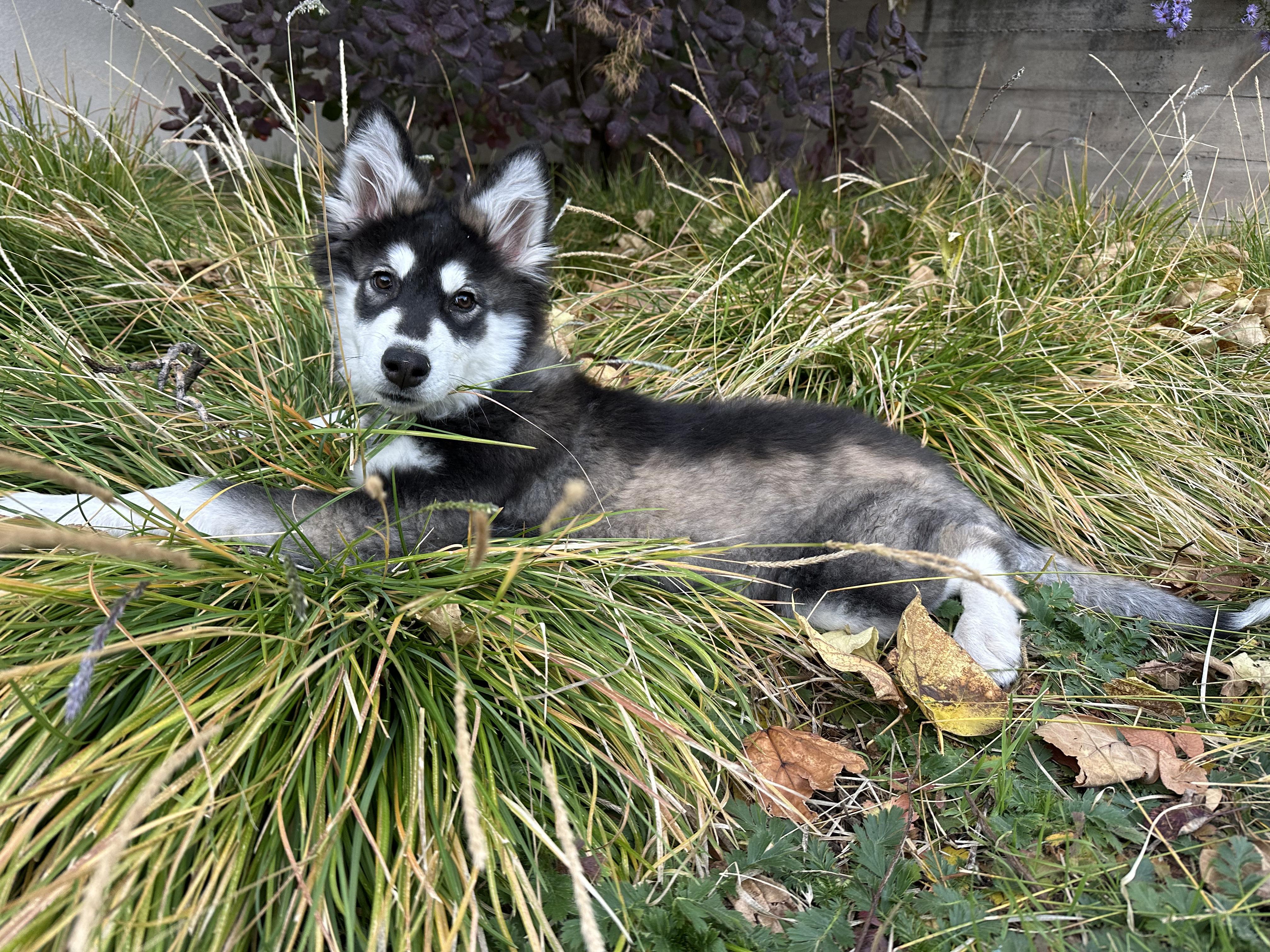 Enlarge Skittles, a Adopted mixed breed in Cottonwood Heights, UT image 1/6