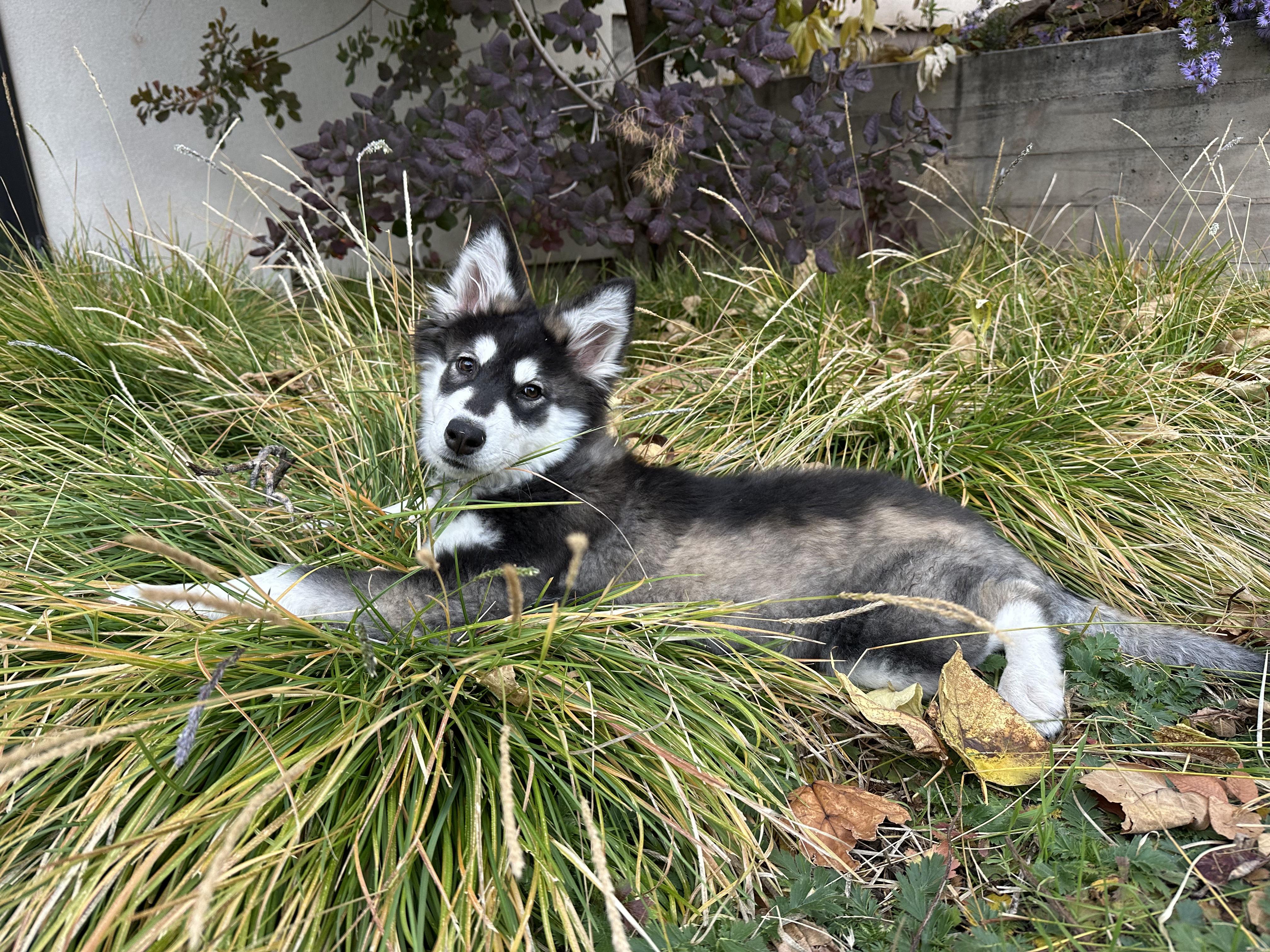 Enlarge Skittles, a Adopted mixed breed in Cottonwood Heights, UT image 2/6