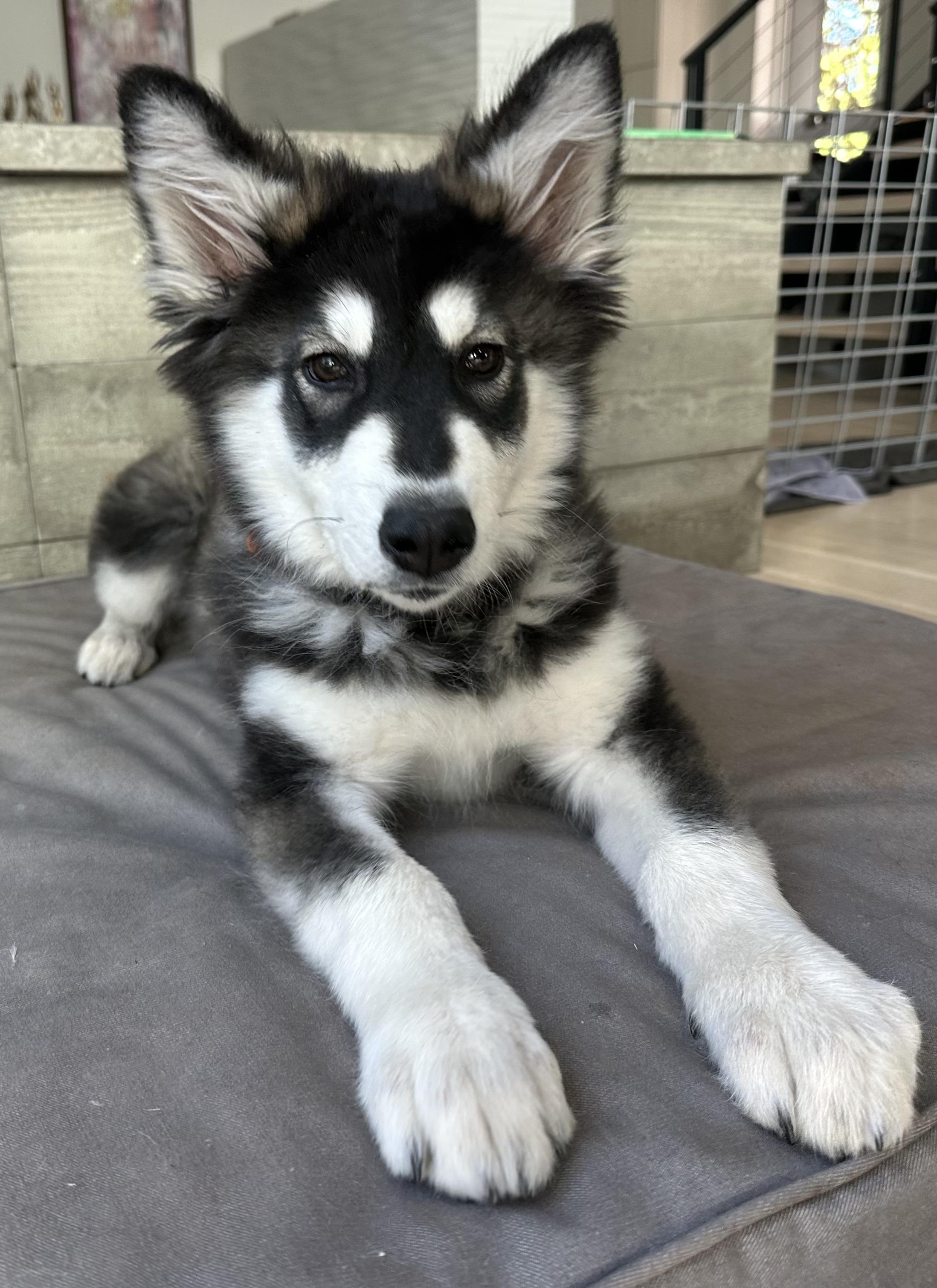 Enlarge Skittles, a Adopted mixed breed in Cottonwood Heights, UT image 3/6